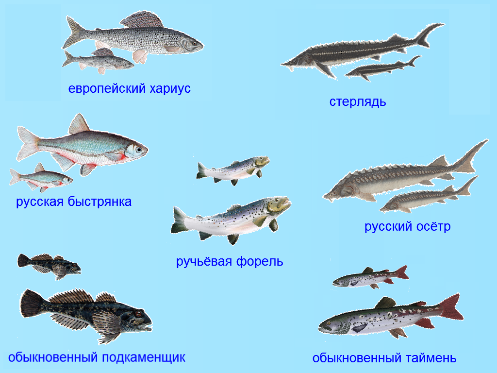 Какая рыба водится. Рыбы занесенные в красную книгу. Рыбы нанесенные в красную книгу. Рыбы Башкирии с названиями. Краснокнижные рыбы Башкортостана.