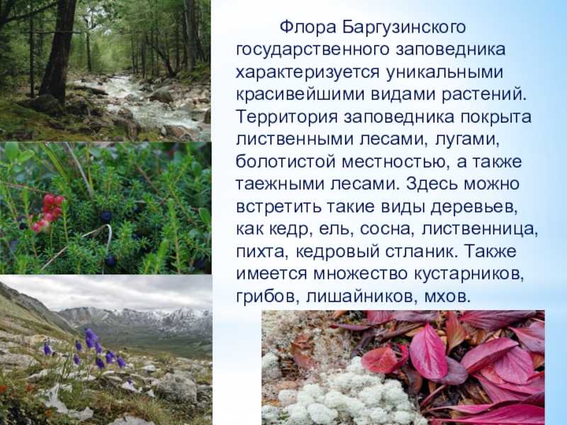 Баргузинский заповедник фото: краткое описание, интересные факты, где находится, карта природного биосферного заповедника в бурятии, животные