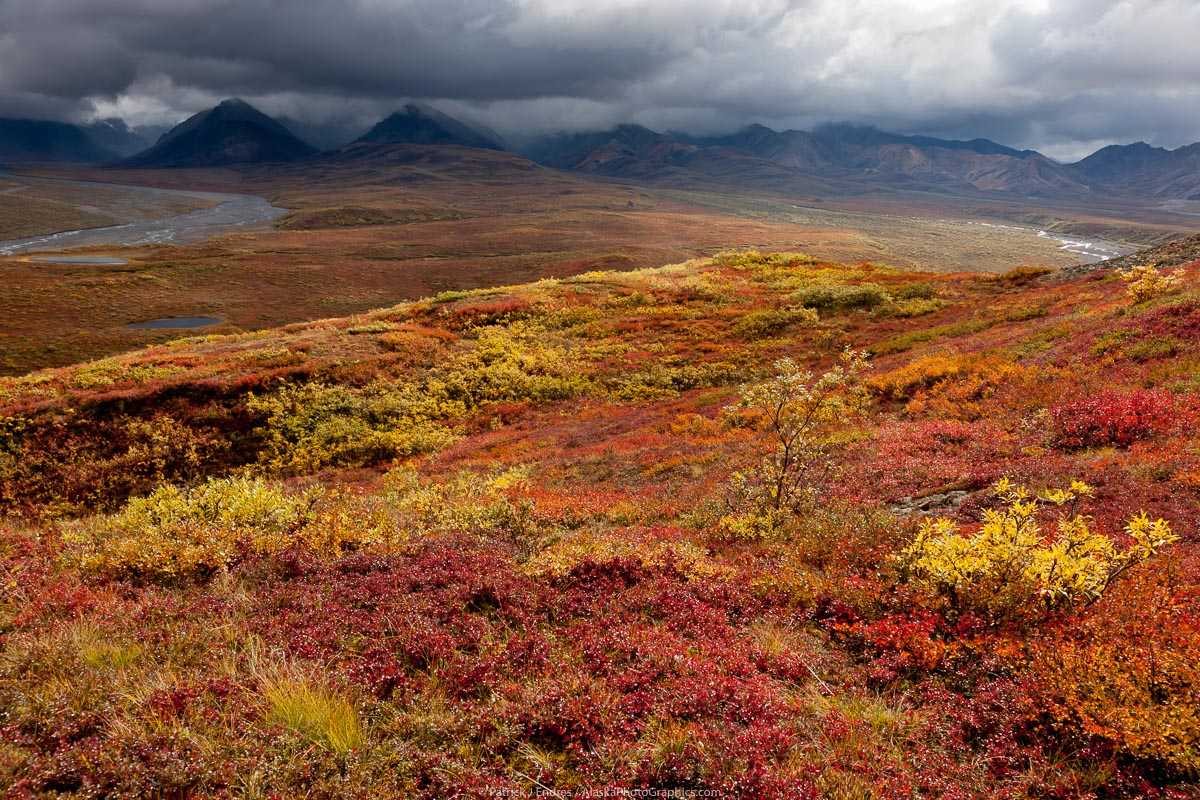 Tundra. Канадская Приполярная тундра. Арктическая тундра Аляска. Арктическая пустыня тундра лесотундра. Лесотундра Таймыр.