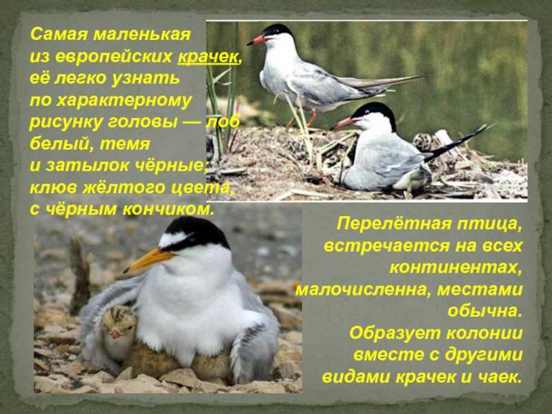 Этих двух птиц не встретишь в природе. Чайка и крачка разница. Речная и Полярная крачка отличия. Крачка внешнее строение. Белая птица с черным клювом на кончика.