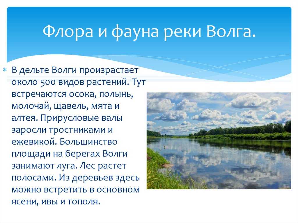 Река волга описание. Растения и животные Волги. Флора и фауна реки Волга. Растения реки Волги. Флора и фауна реки Амур.