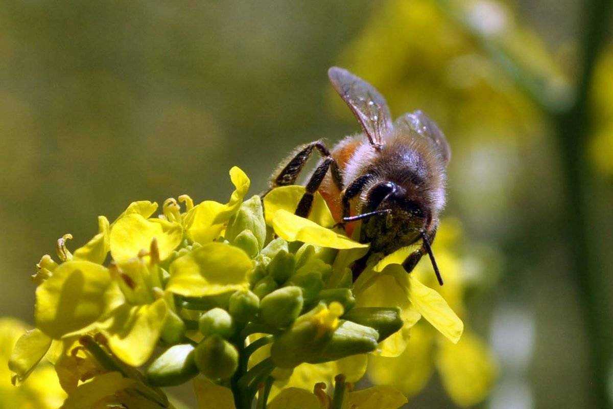 Сбор нектара. Цветы медоносы для пчел. Рапс медонос. Желтый медонос. Медоносные растения цветы для пчелы.